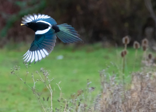 Photo is by theotherkev or Kev, from Pixabay.